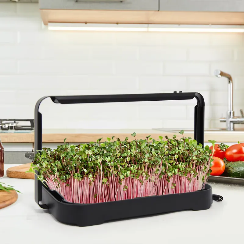 Indoor Garden Kit - Hydroponic Tray Indoor Microgreen Microgreen Seeds